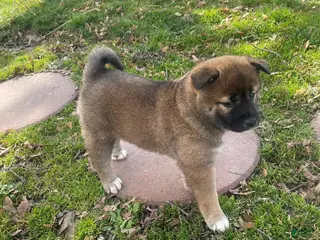 Shiba Inu dogs for sale: Stella - Ad 1