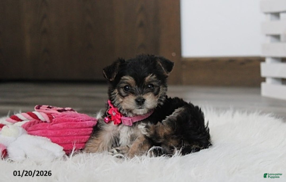 Yochon dogs for sale: Molly - Ad 10