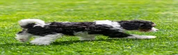Cavapoo dogs for sale: Crusher Cavapoo Puppy  - Ad 21