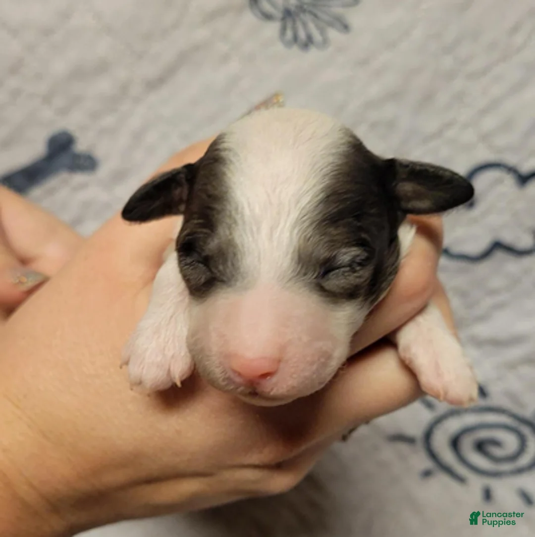 Goldendoodle dogs for sale: Peanut - Ad 1