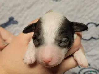 Goldendoodle dogs for sale: Peanut - Ad 1