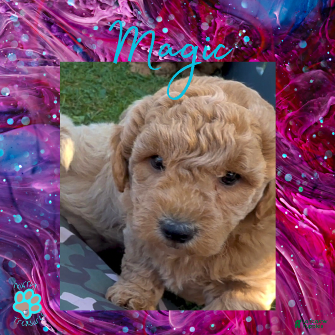 Goldendoodle dogs for sale: Magic “Purple Collar” Male - Ad 7