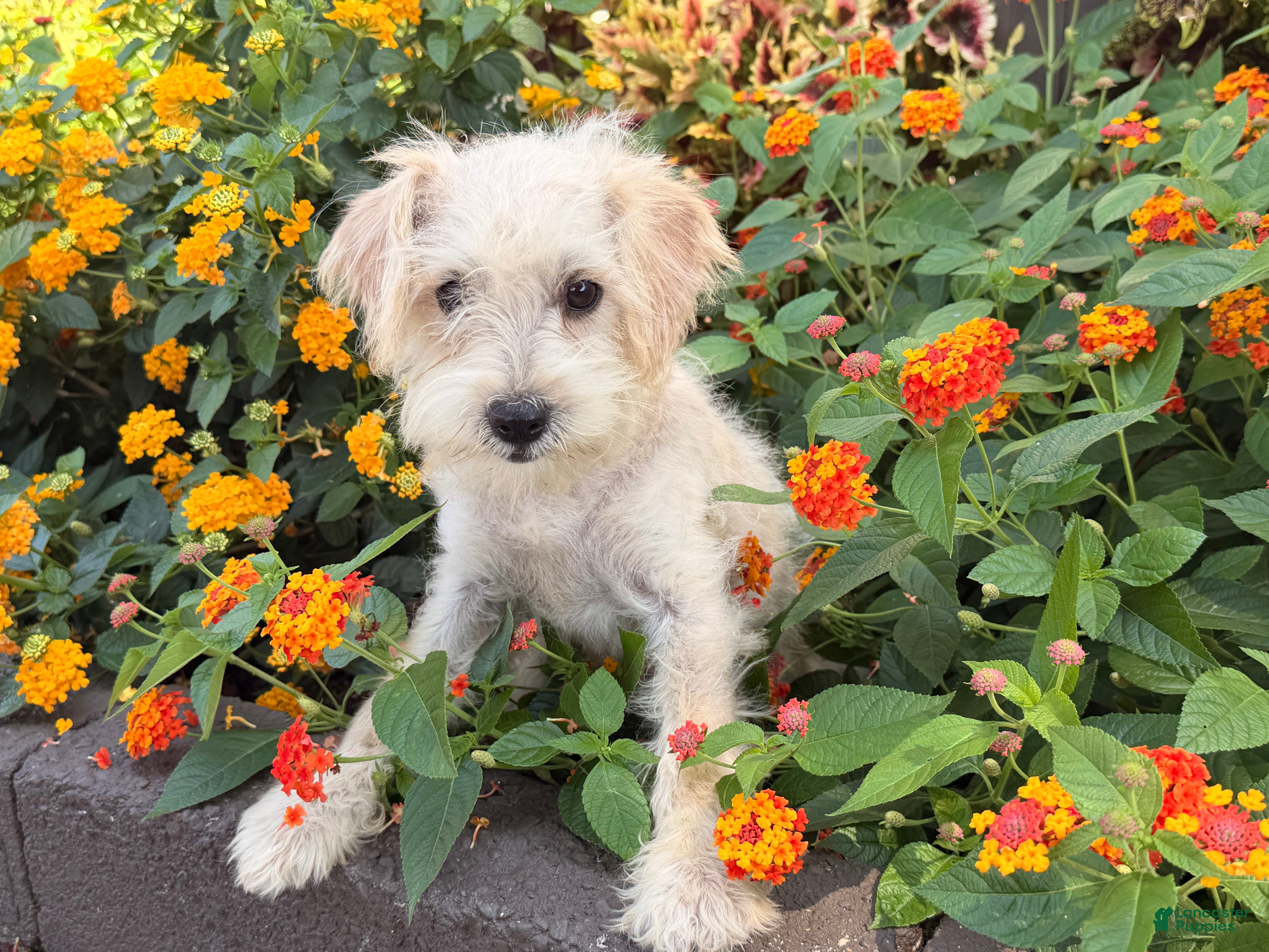 Missy, Schnoodle