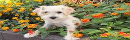 Schnoodle dogs for sale: Missy - Ad 3