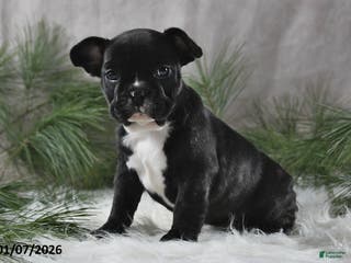 French Bulldog dogs Cindy - Ad 42