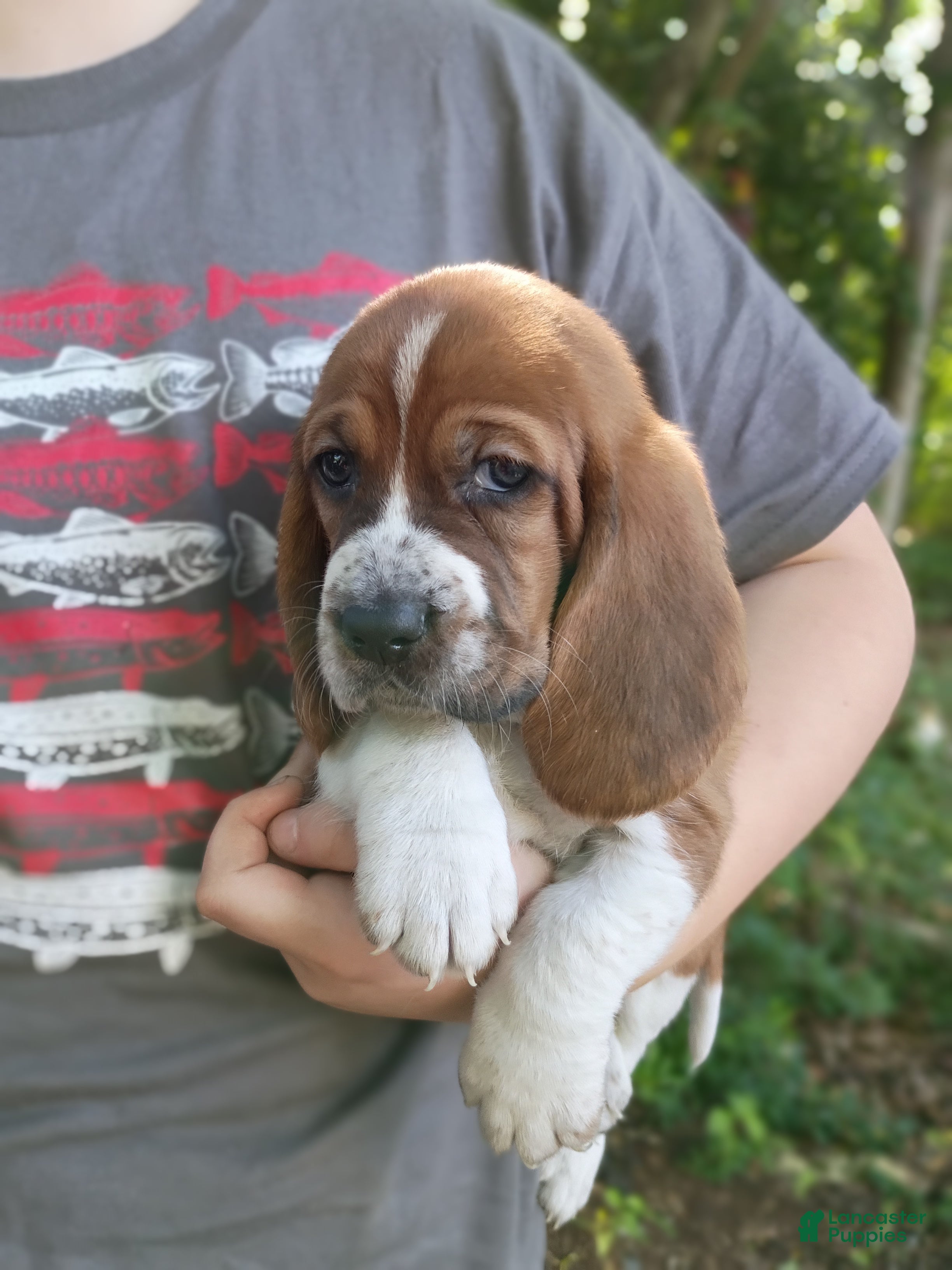 Basset Hound dogs Jimmy-red - Ad 17
