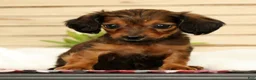 Miniature Dachshund dogs for sale: Teddy - Ad 4