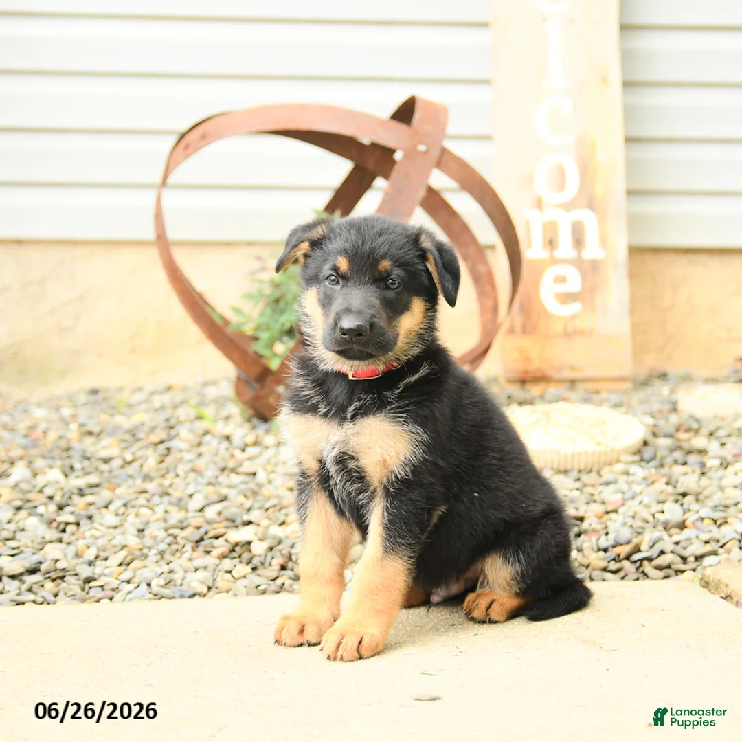 German Shepherd dogs for sale: Ludwig - Ad 1