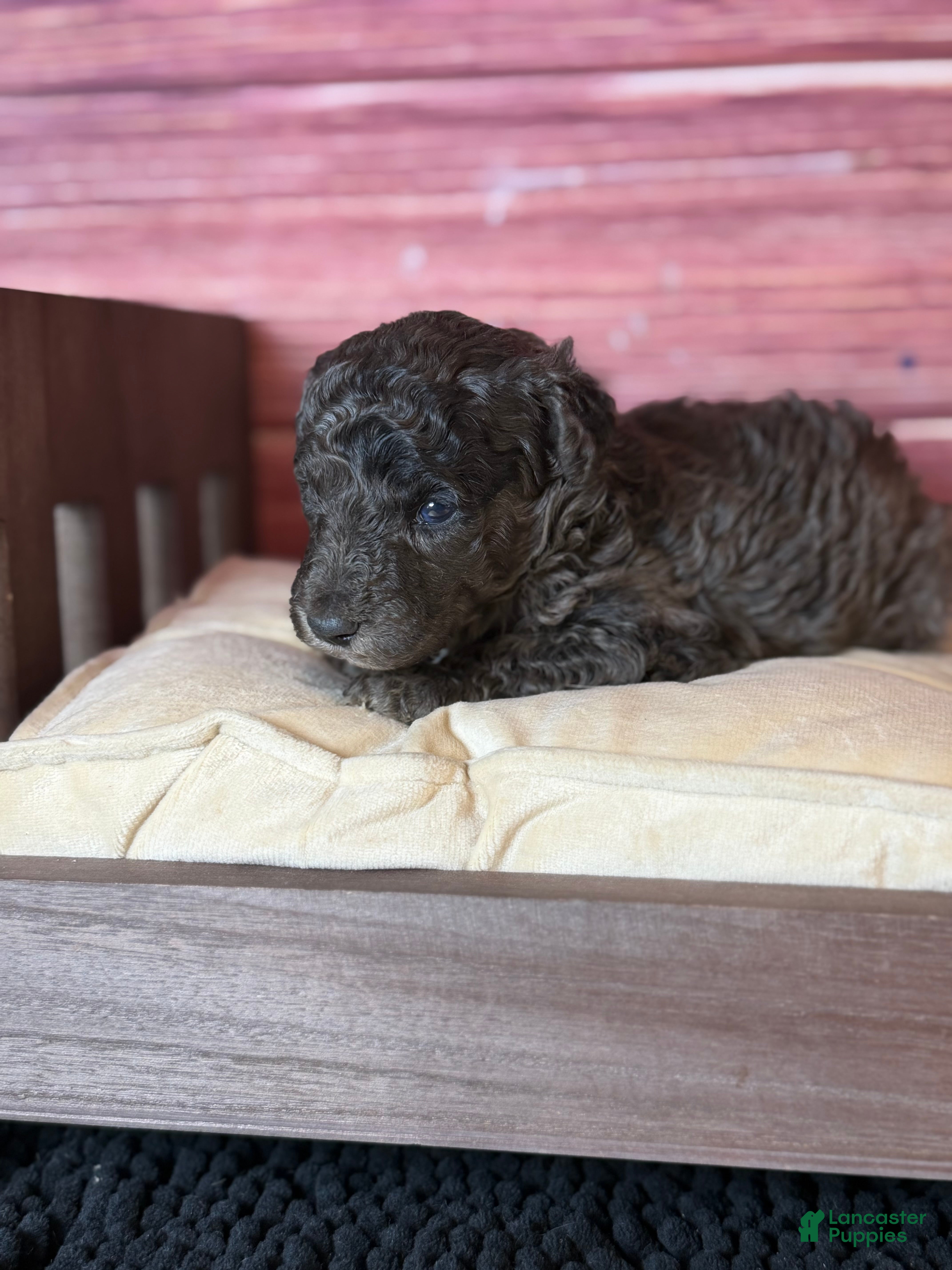 Toy Poodle dogs Bane ( dark blue Merle) - Ad 2