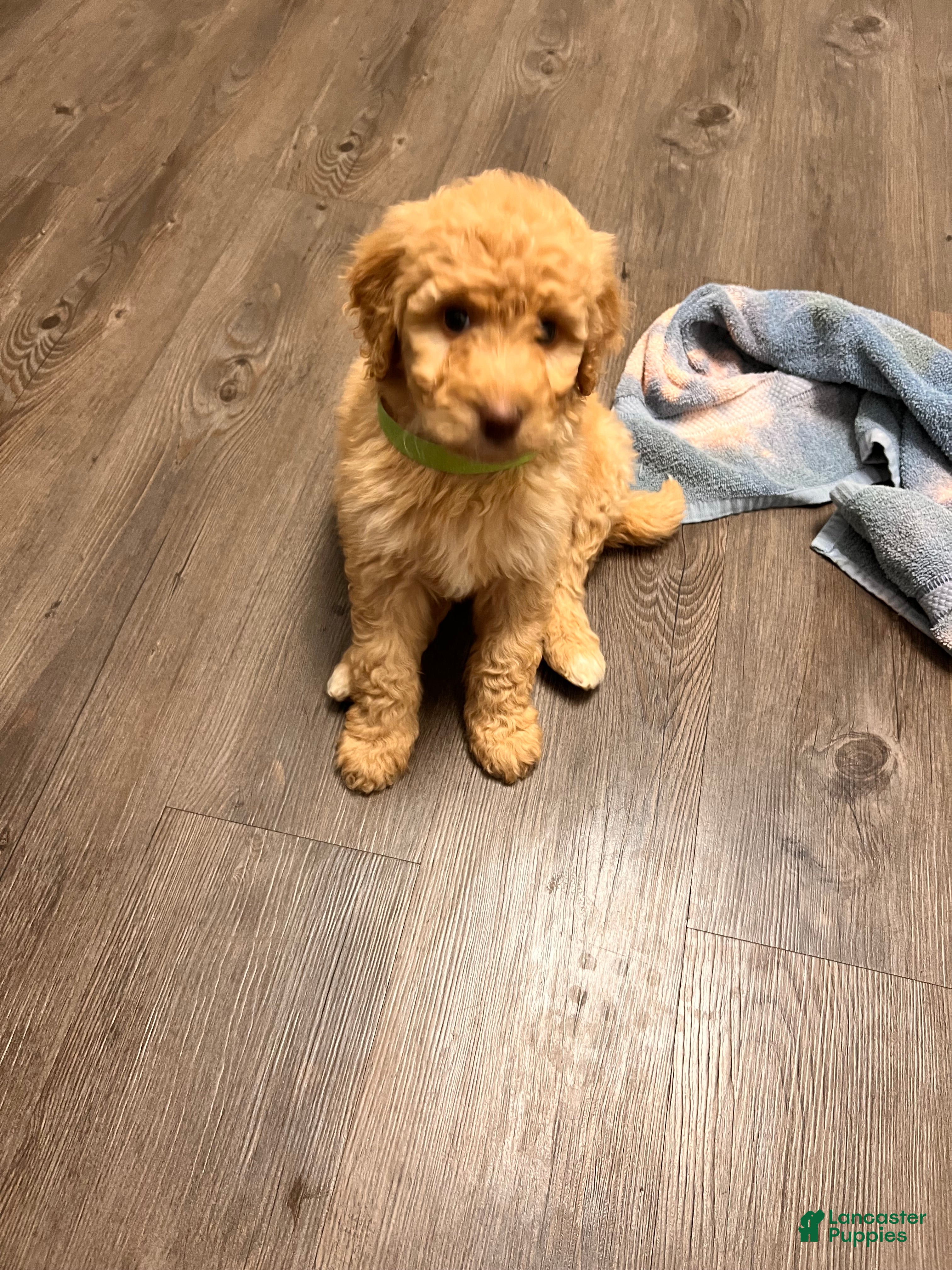 Labradoodle dogs Labradoodle Puppy 2 - Ad 42