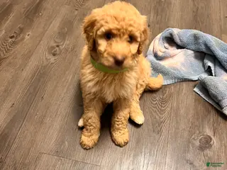 Labradoodle dogs Labradoodle Puppy 2 - Ad 42