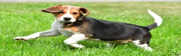 Beagle dogs for sale: Teddy - Ad 13