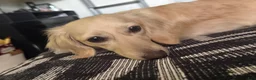 Miniature Dachshund dogs for sale: Teddy - Ad 24