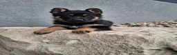 German Shepherd dogs for sale: Skye - Ad 1