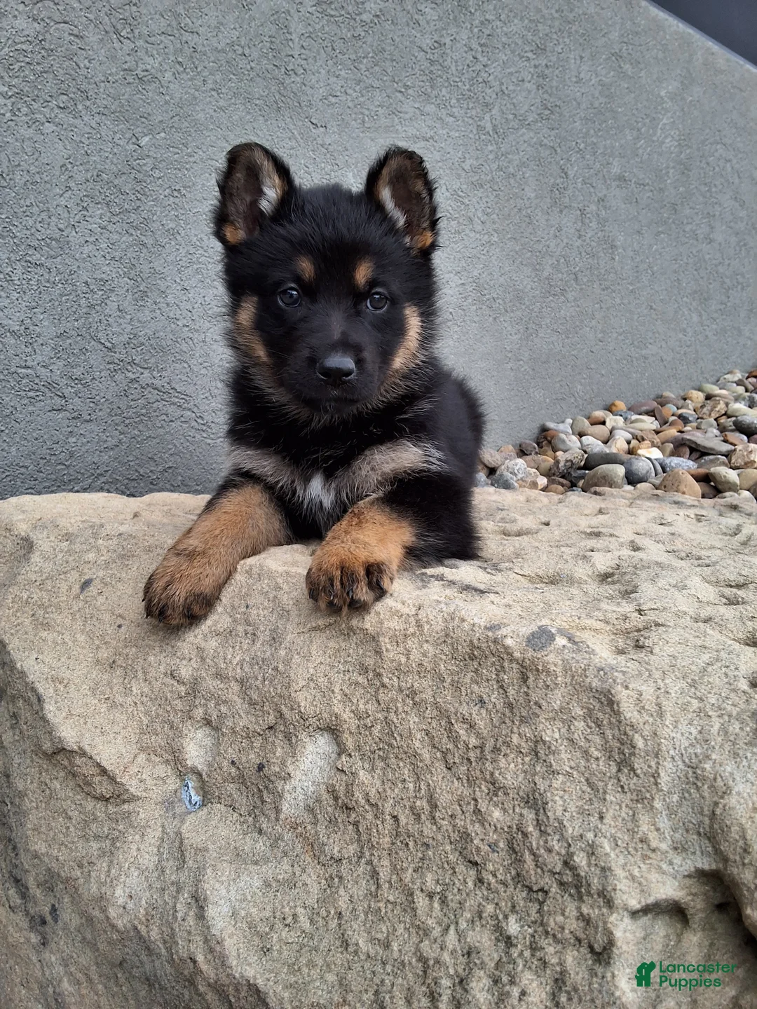 German Shepherd dogs for sale: Skye - Ad 1