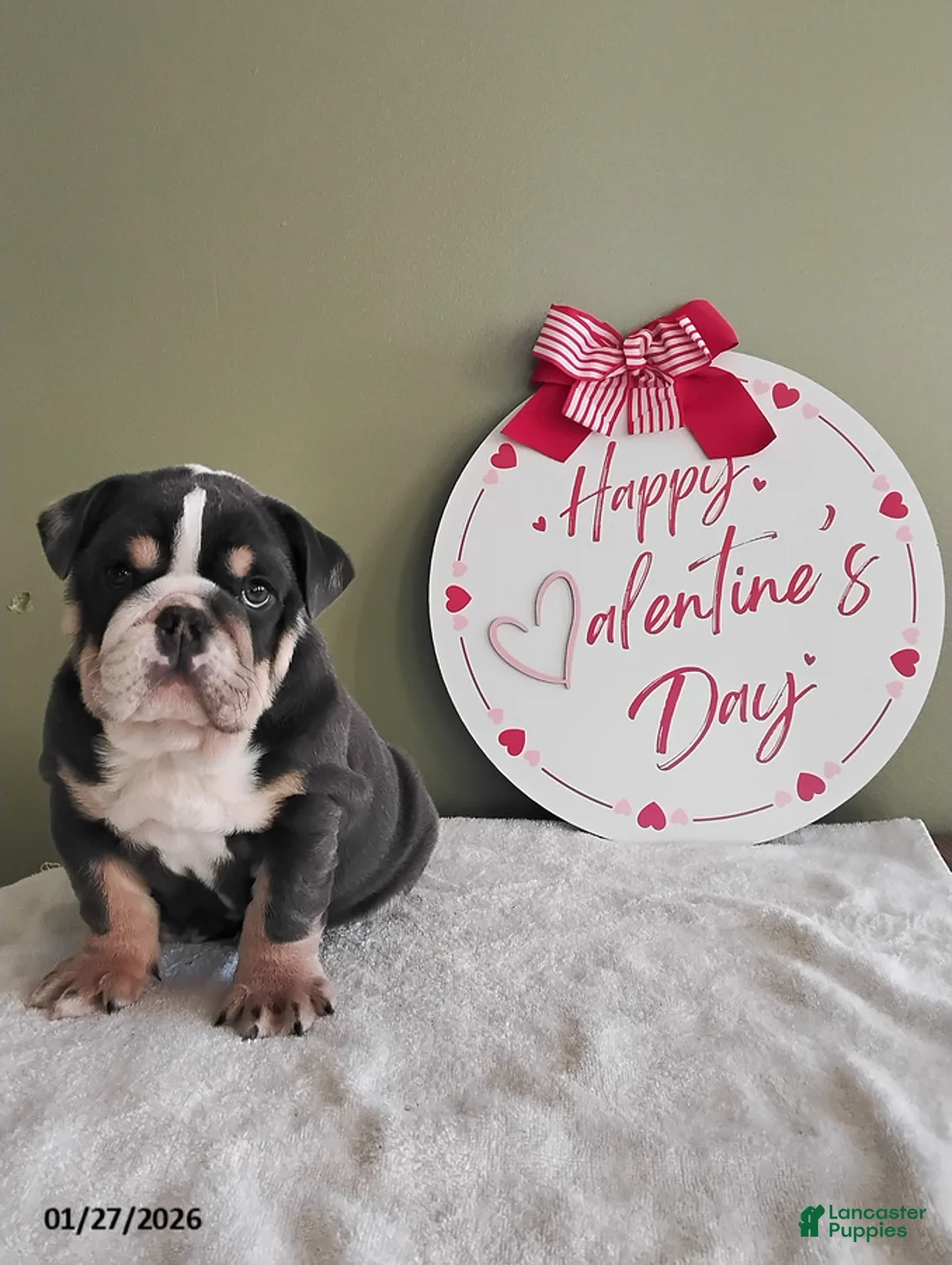 English Bulldog dogs for sale: Tarson - Ad 1