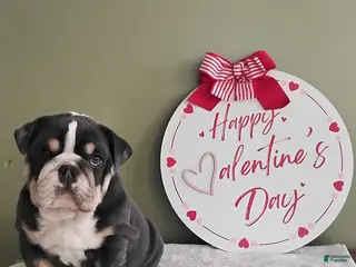 English Bulldog dogs Tarson - Ad 1