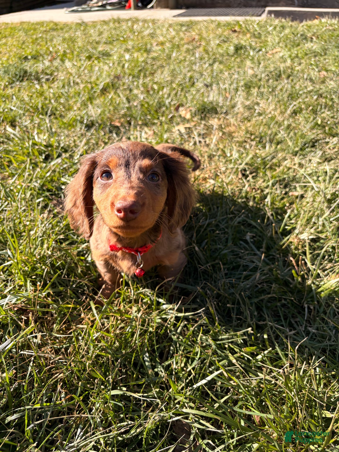 Miniature Dachshund dogs for sale: Odin - Ad 3