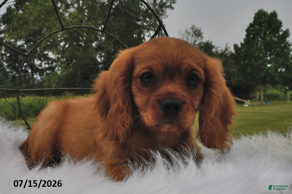 Beaglier dogs Copper - Ad 1