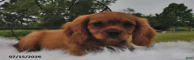 Copper