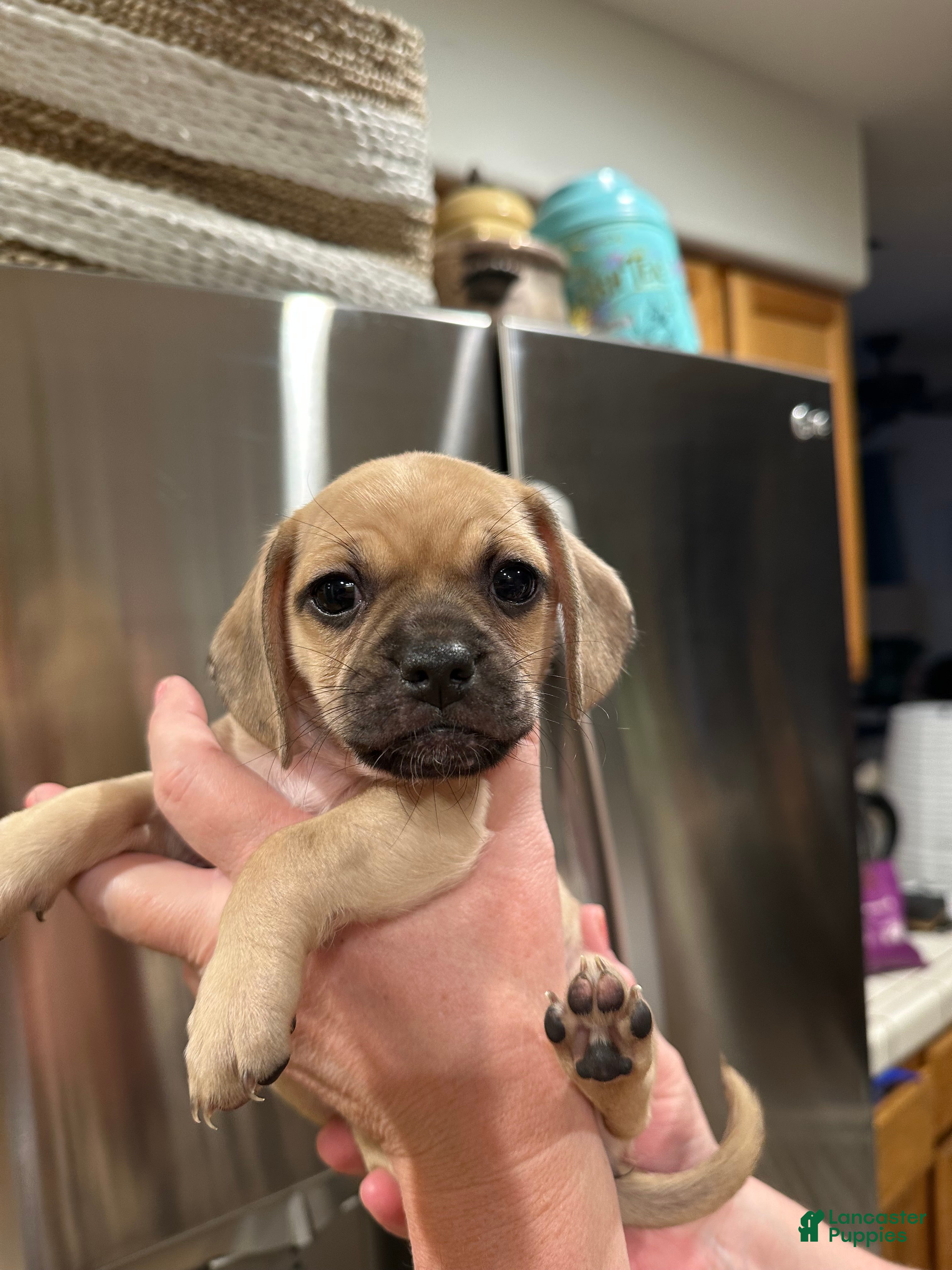 Mixed Breed dogs Mixed Breed Puppy 5 - Ad 24