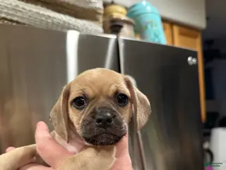 Mixed Breed dogs Mixed Breed Puppy 5 - Ad 35