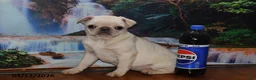 Pug dogs for sale: Priceless Pearl - Ad 9