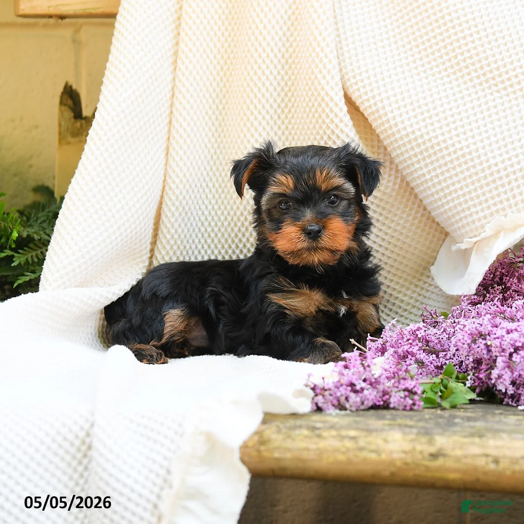 Yorkshire Terrier dogs for sale: Max - Ad 5