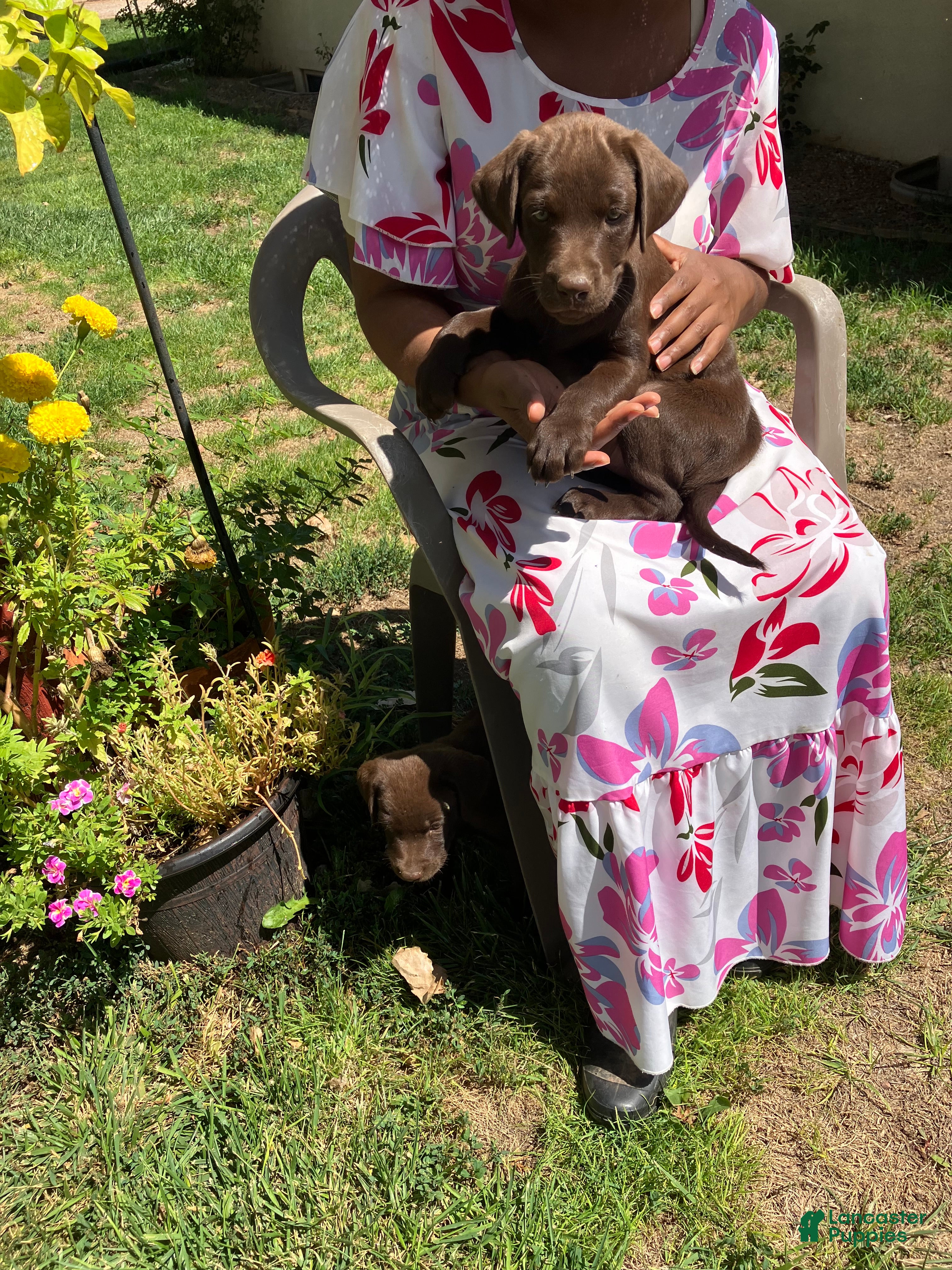 Labrador Retriever dogs for sale: Labrador Retriever 3 - Ad 3