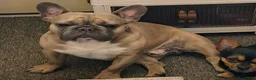 French Bulldog dogs for sale: Taz - Ad 4