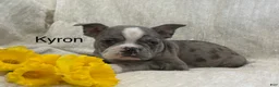 Frenchton dogs for sale: Kyron - Ad 1