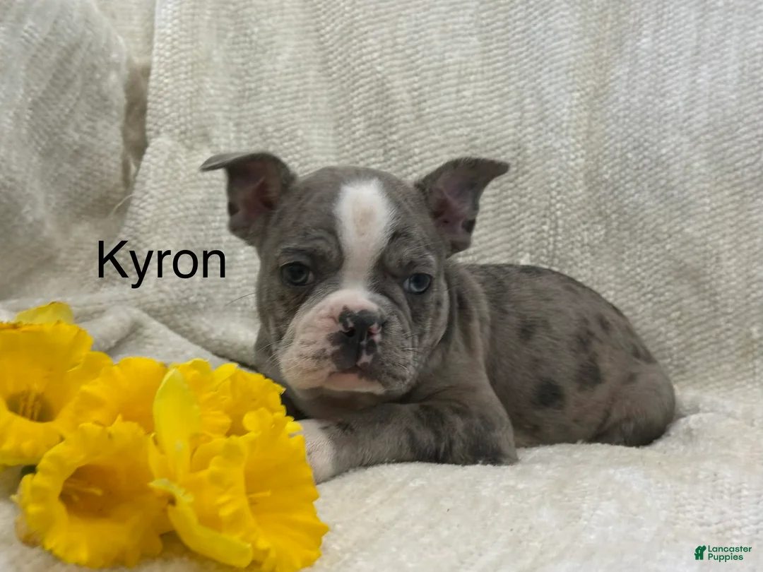 Frenchton dogs for sale: Kyron - Ad 1