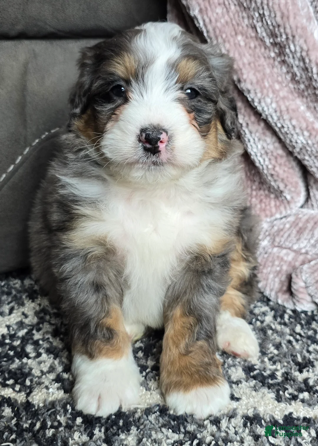 Mini Bernedoodle dogs for sale: Mini Archie - Ad 20