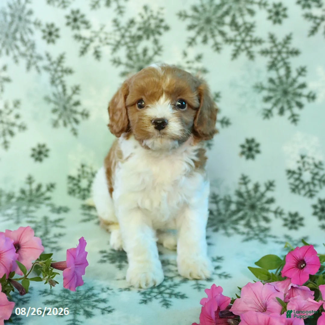 Cavapoo dogs for sale: Spotty - Ad 3