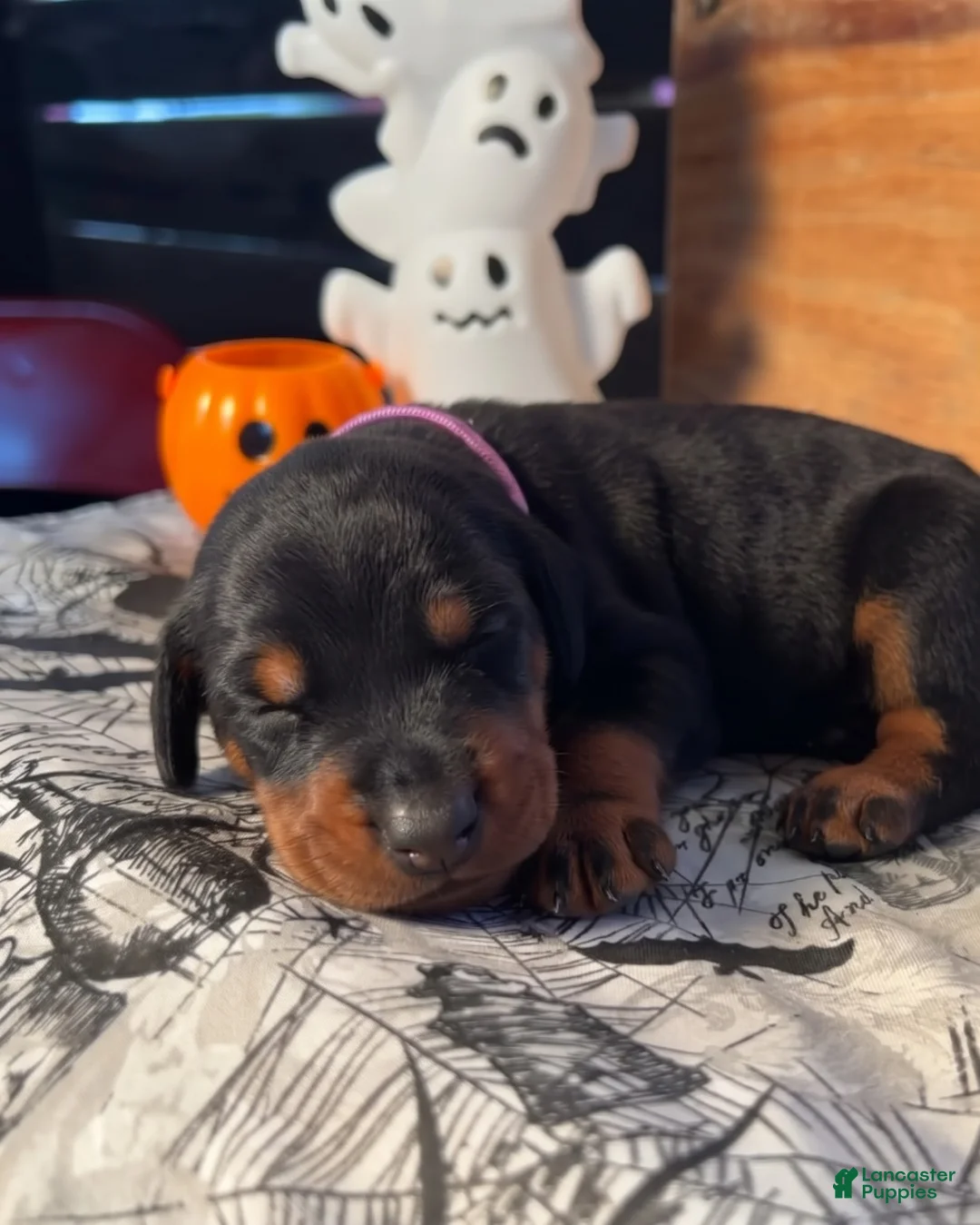 Doberman Pinscher dogs for sale: Wednesday: European Bloodlines  - Ad 2