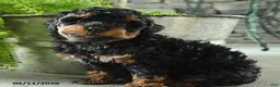 Yorkiepoo dogs for sale: Jj - Ad 3