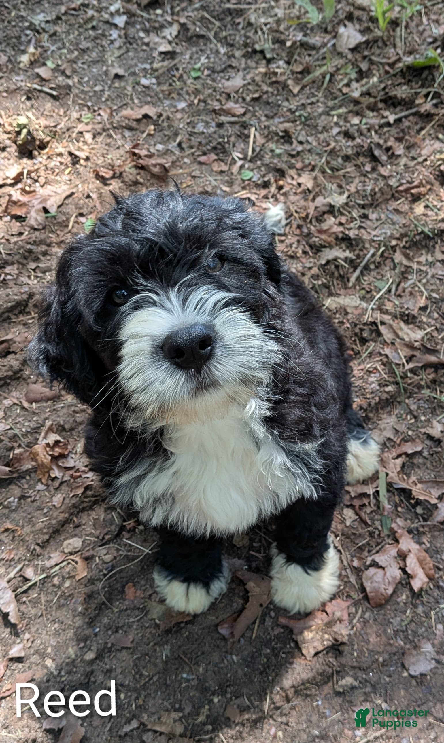 Mixed Breed dogs Reed - Ad 2
