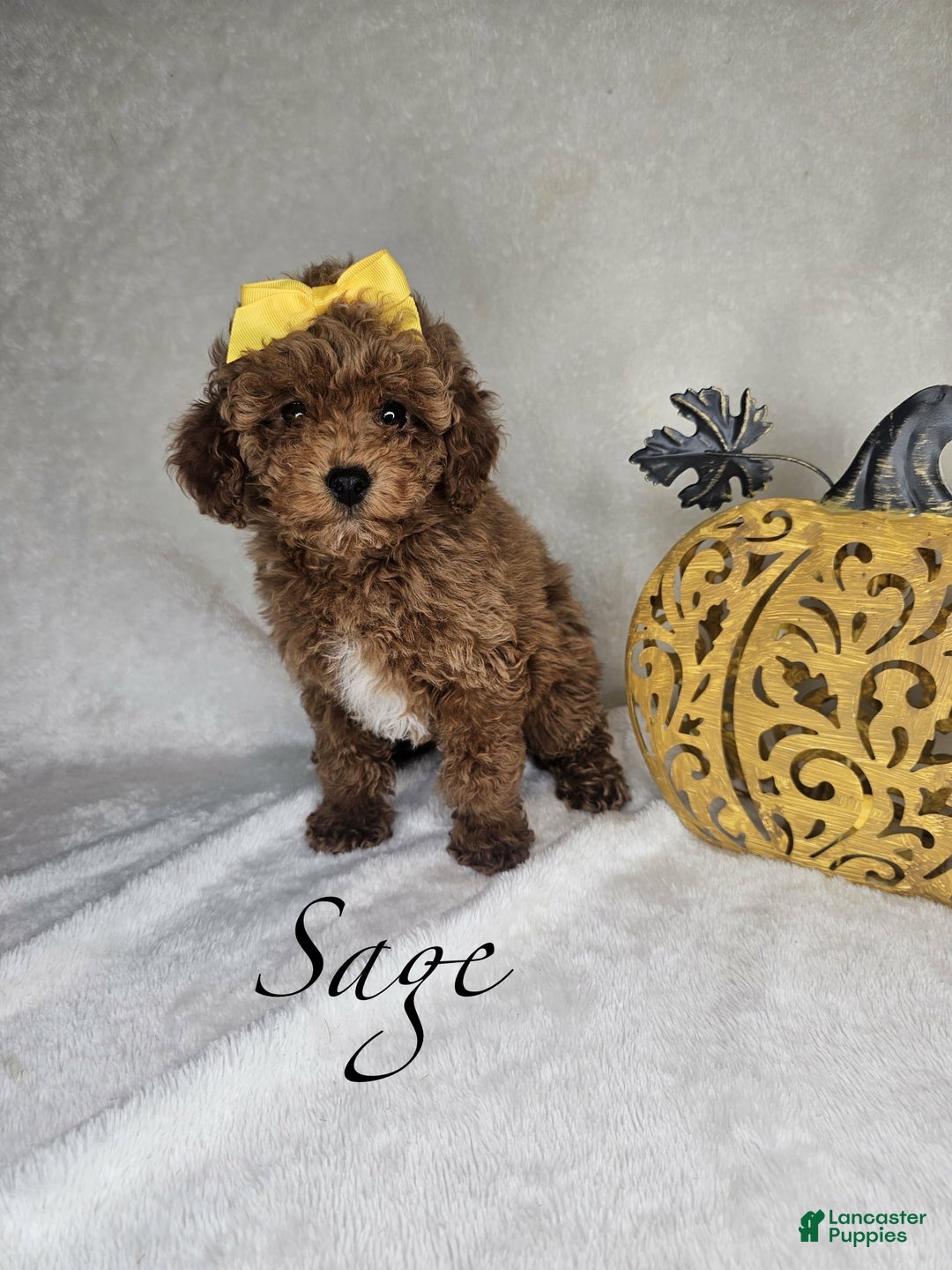 Miniature Poodle dogs for sale: Sage - Ad 2