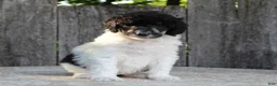 Standard Poodle dogs for sale: Sage AKC standard poodle - Ad 22