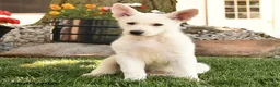 German Shepherd dogs for sale: Franklin - Ad 4