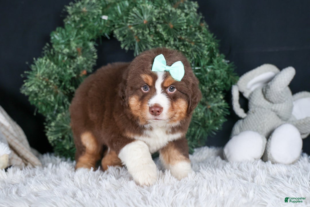 Miniature Australian Shepherd dogs for sale: SHADOW - Ad 16
