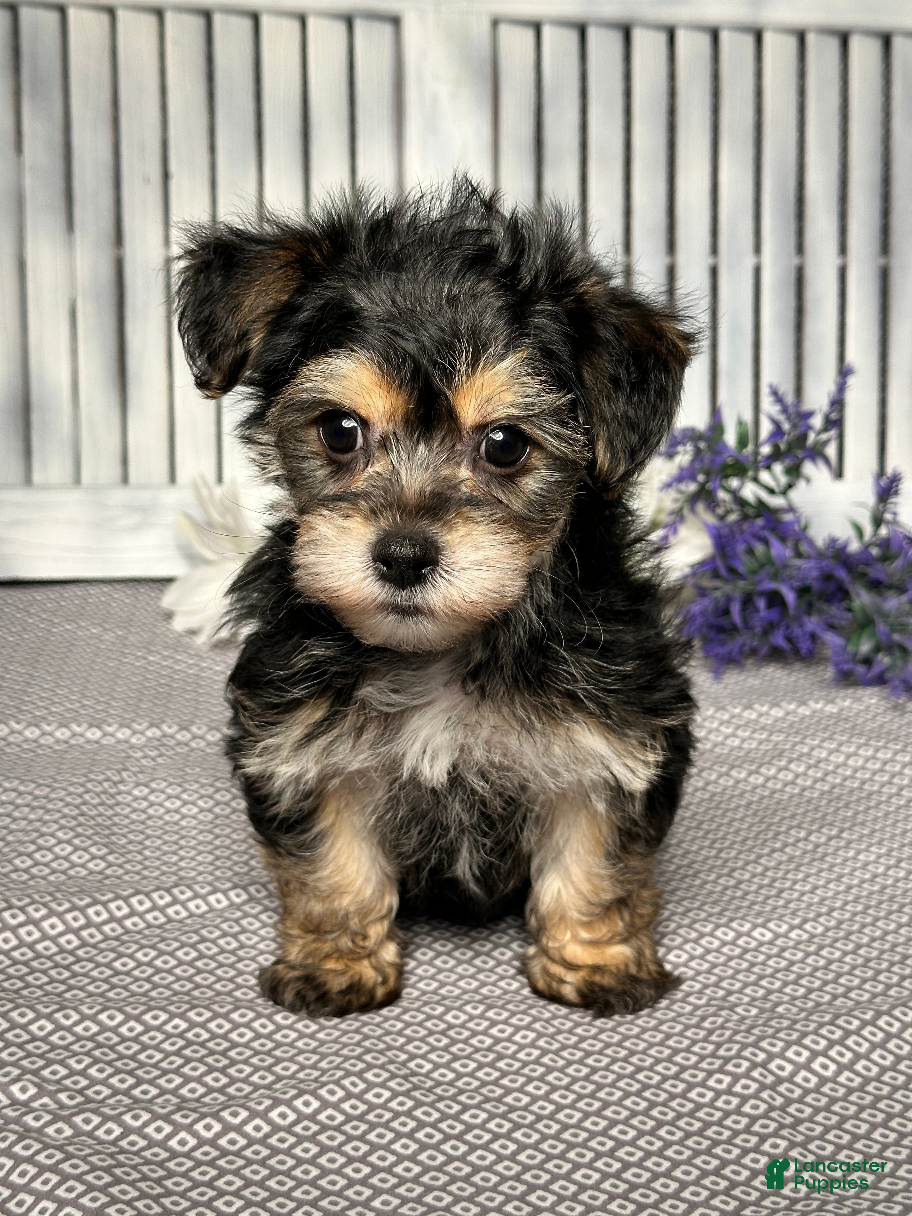 Yochon dogs Austin - Ad 1