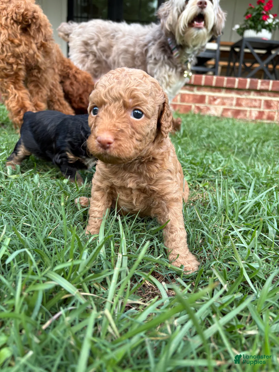 Mini Aussiedoodle dogs for sale: Biscuit - Ad 2
