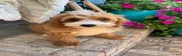 Mini Bernedoodle dogs for sale: Beaver - Ad 2
