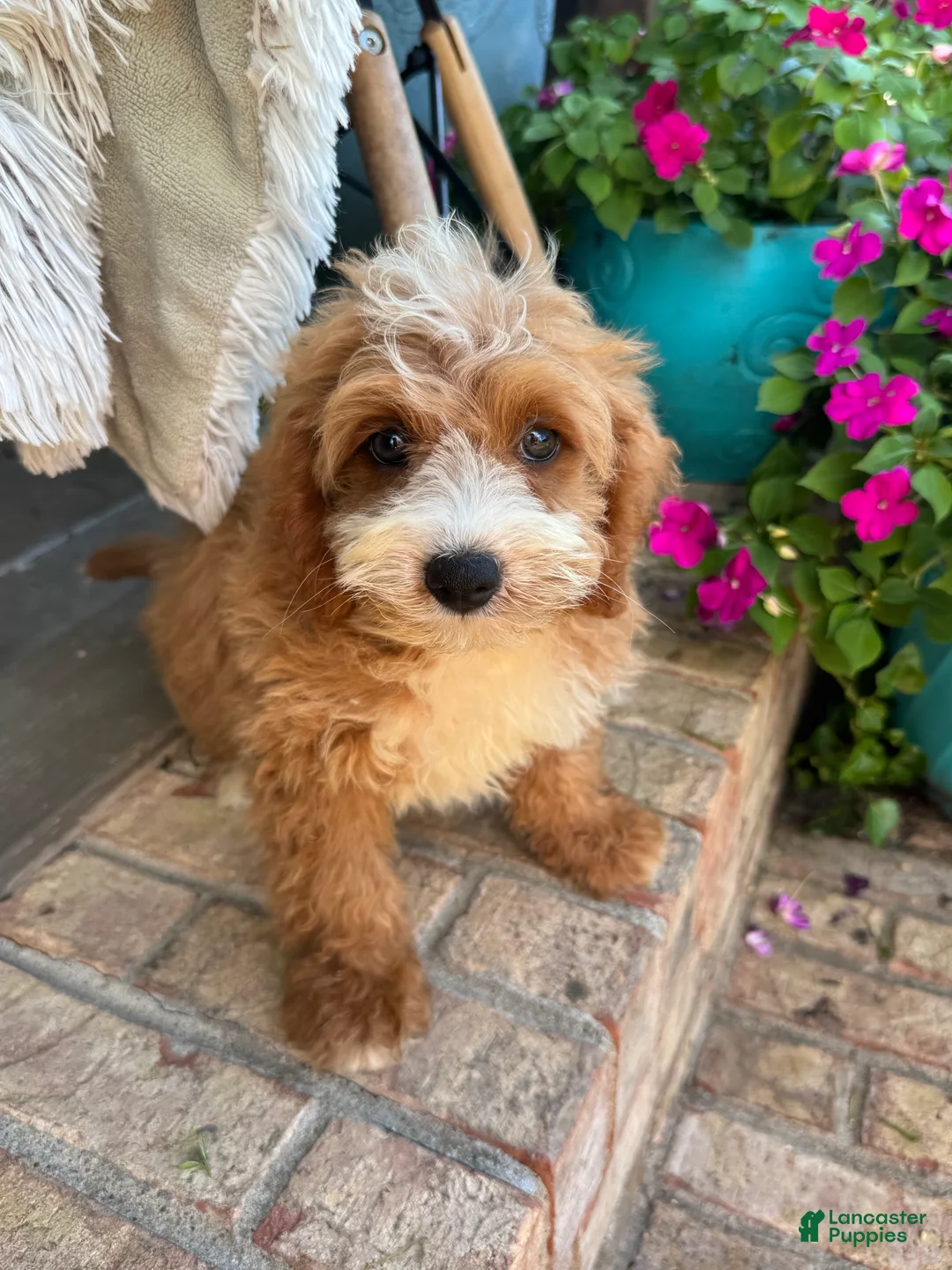 Mini Bernedoodle dogs for sale: Beaver - Ad 2