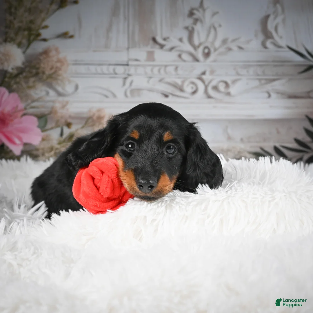 Miniature Dachshund dogs for sale: AKC-Dallas - Ad 9