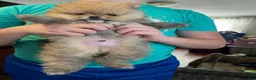 Pomeranian dogs for sale: Pomeranian Puppy 4 - Ad 13
