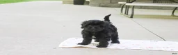 Cavapoo dogs for sale: Sophie - Ad 12