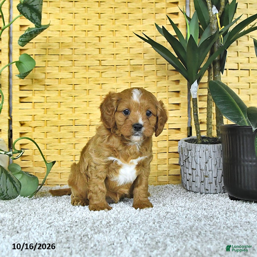 Cavapoo dogs for sale: Dax - Ad 2