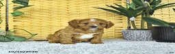 Cavapoo dogs for sale: Dax - Ad 2